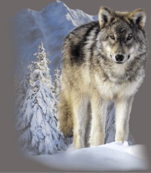 T-shirt Winter Wolf - Image 2