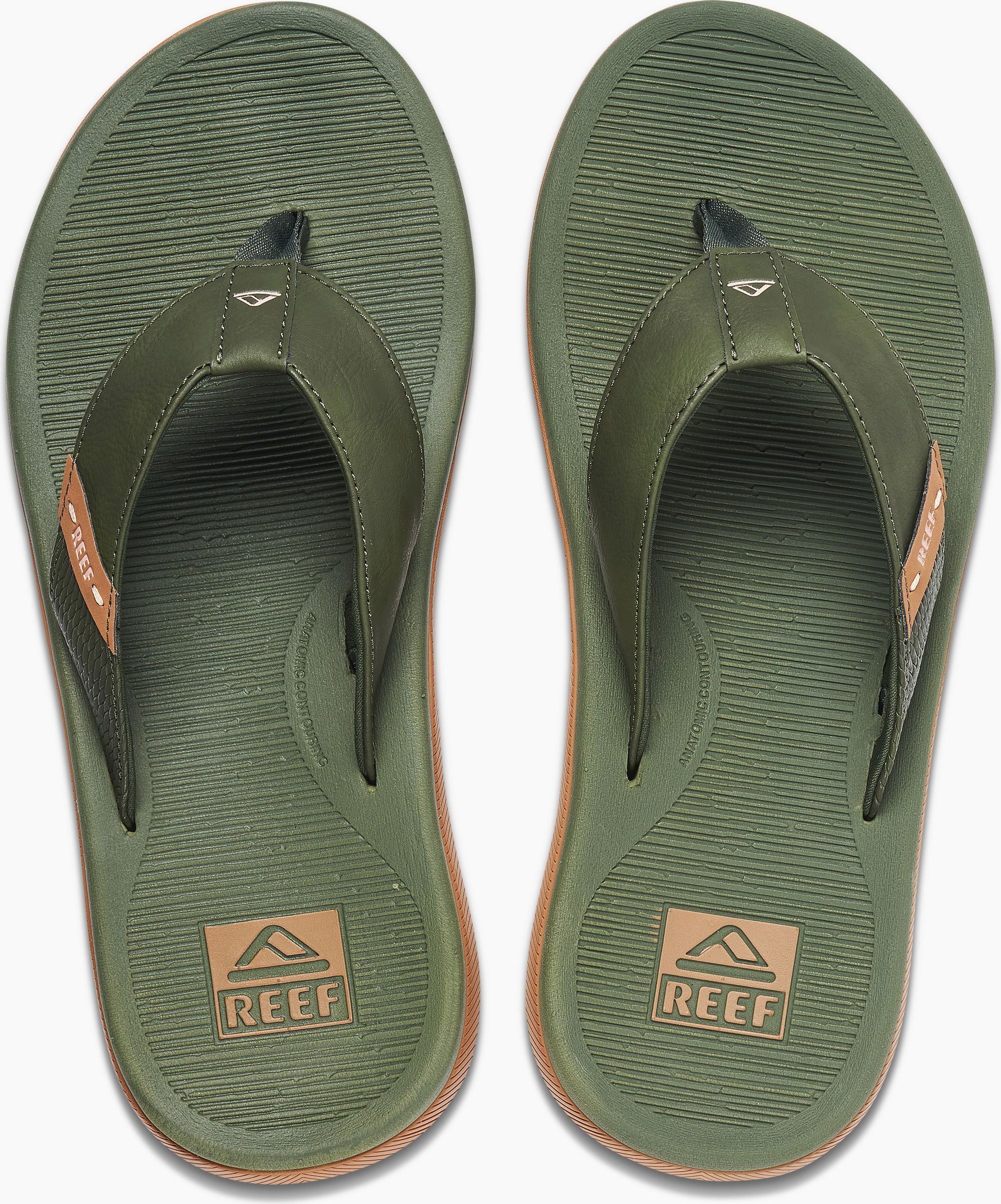 Santa Ana Olive - Image 4